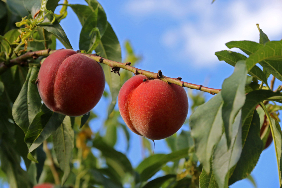 Οικονομική ενίσχυση σε ροδάκινα, νεκταρίνια και βερίκοκα, δημοσιεύθηκε το ΦΕΚ