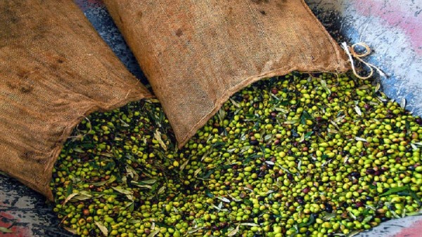 Τι μας προσφέρει διατροφικά η ελιά - Πότε θέλει όμως προσοχή