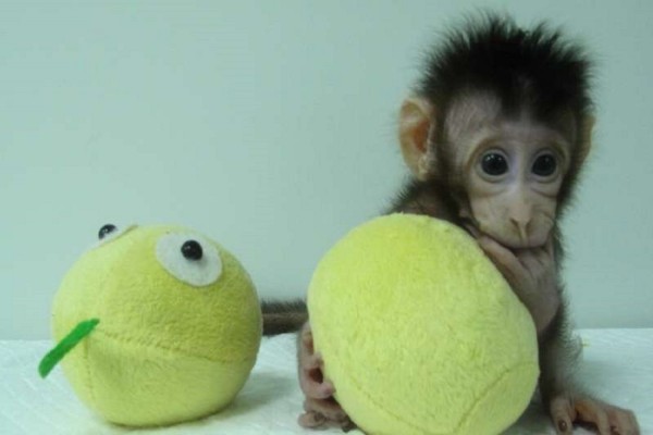 Κινέζοι κλωνοποίησαν για πρώτη φορά μαϊμούδες με την μέθοδο της «Ντόλι»