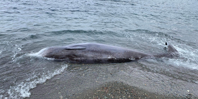 Ξεβράστηκαν νεκρές φάλαινες σε ακτές της Κύπρου, πιθανότητα συσχέτισης με τον σεισμό σε Τουρκία και Συρία