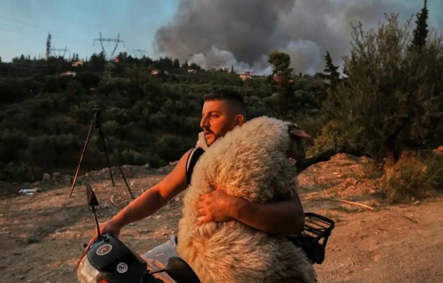 Φωτιά στην Αχαΐα: Ποιος είναι ο Ολσιέν που διέσωσε το πρόβατο