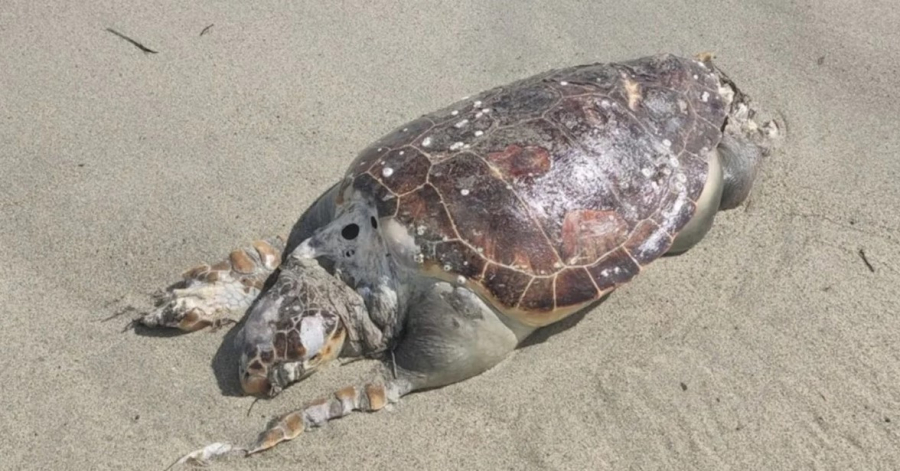 Θαλάσσια χελώνα ξεβράστηκε νεκρή σε παραλία στα Μεσάγγαλα