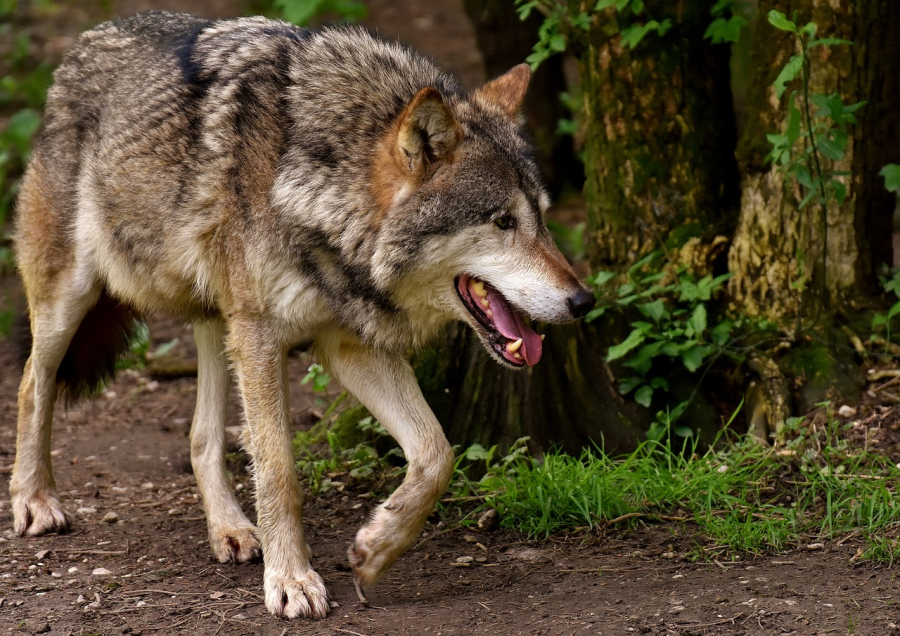 Σέρρες: Αντιμέτωποι με επιθέσεις λύκων, κατασπάραξαν σκυλιά κοντά σε σχολική μονάδα