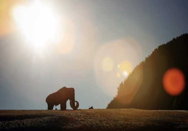 Γιατί εξαφανίστηκαν τα μαμούθ;