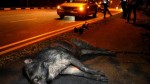 Τροχαίο με αγριογούρουνα τα ξημερώματα έξω από τη Λαμία