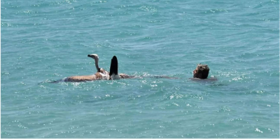 Κρήτη: Εθελοντές έσωσαν «ναυαγό» γύπα σε απόκρημνη παραλία της Σητείας και τον βάφτισαν Μαθιό