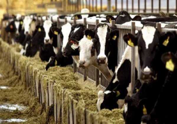 Επιστολή διαμαρτυρίας σε Μπόλαρη για το εμπάργκο στα βοοειδή
