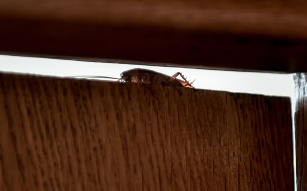 Κόκκινος εφιάλτης στη Λάρισα - Επιδρομή από κατσαρίδες προκαλεί πανικό στους κατοίκους