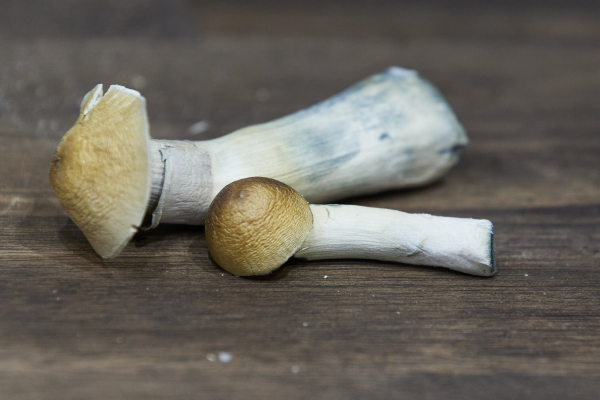 Οι αρχές της Νέας Ζηλανδίας επέτρεψαν την ιατρική χρήση παραισθησιογόνων μανιταριών