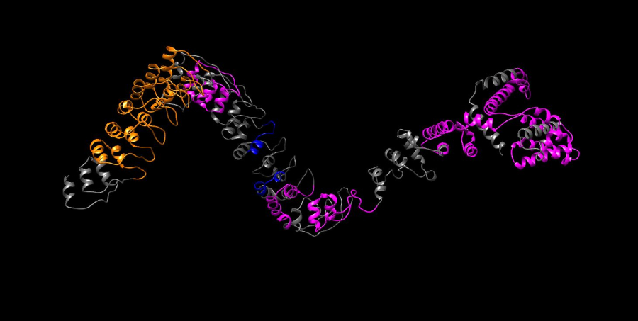 «Τσαλακωμένες» πρωτεΐνες στην ασθένεια: αιτία ή αποτέλεσμα;