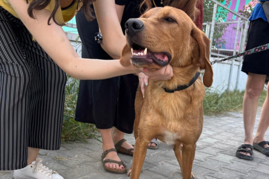 Δικαίωση του Δήμου Αθηναίων για το καταφύγιο Σωκράτης