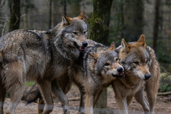 Ιταλία: Βρέθηκαν 18 νεκροί λύκοι σε εθνικό πάρκο, υποψίες για δηλητηρίαση