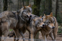 Ιταλία: Βρέθηκαν 18 νεκροί λύκοι σε εθνικό πάρκο, υποψίες για δηλητηρίαση