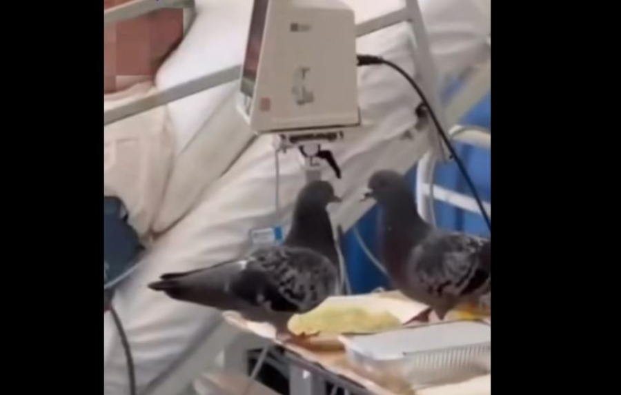 Αδιανόητες εικόνες: Περιστέρια τρώνε το φαγητό των ασθενών στον «Ερυθρό Σταυρό»