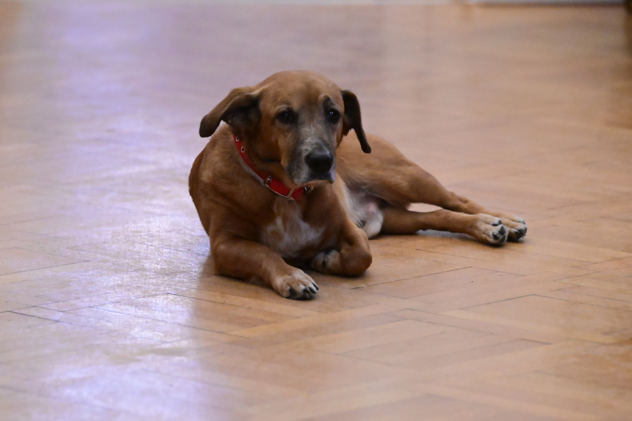 Κλειώ vs Πίνατ