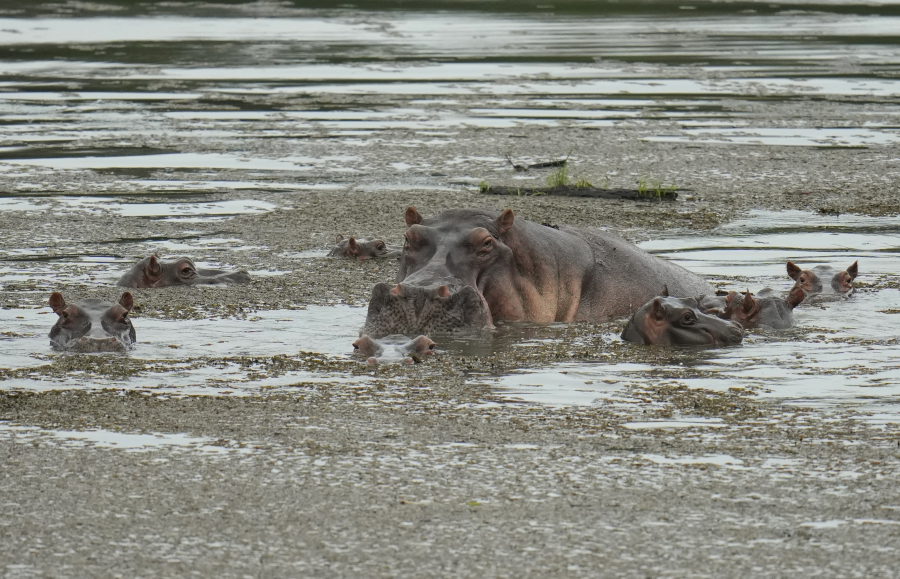 Κολομβία: Προχωράει στη θανάτωση των «ιπποπόταμων της κοκαΐνης» - Η σύνδεσή τους με τον Πάμπλο Εσκομπάρ