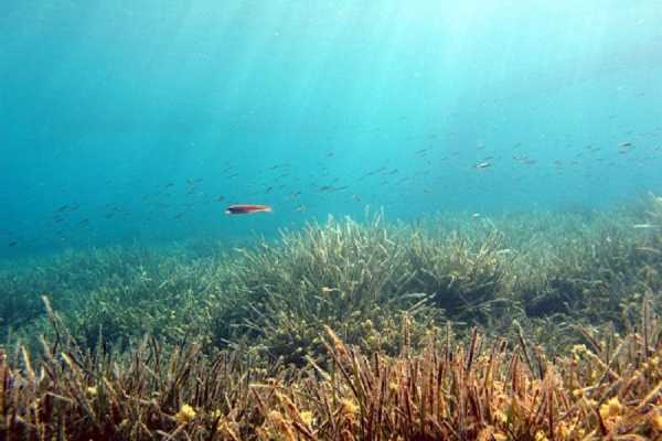 WWF: Το 50% της θαλάσσιας ζωής έχει εξαφανιστεί τα τελευταία 40 χρόνια