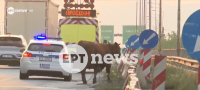 Αναστάτωση από αγελάδα που έτρεχε στην Εθνική Οδό στο ύψος της Σίδνου (βίντεο)