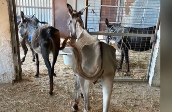 Σοβαρό περιστατικό κακοποίησης ζώων στη Ρόδο: Αποσκελετωμένα γαϊδουράκια ζούσαν χωρίς νερό και τροφή (βίντεο)