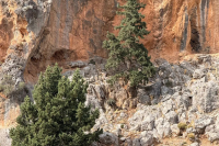 Βορίζια: Εικόνες από το κρησφύγετο του 43χρονου που συνελήφθη - Η ανακοίνωση της ΕΛ.ΑΣ