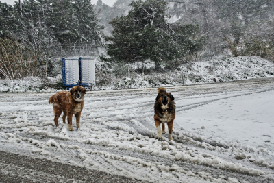 Θεσσαλονίκη: Στον εισαγγελέα ο ιδιοκτήτης των σκυλιών που κατασπάραξαν την 50χρονη