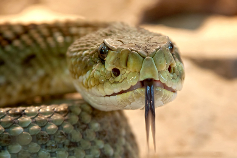 WWF: Από ποια φίδια κινδυνεύουμε στην Ελλάδα-Τι ισχύει για τις οχιές