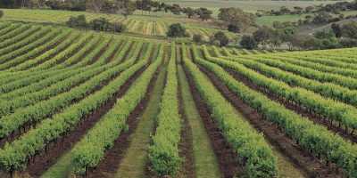 Δεκτές οι αιτήσεις των νέων αγροτών για δικαιώματα φύτευσης αμπελιών