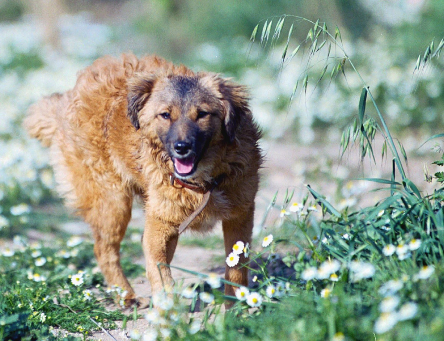 Nέα επίθεση αδέσποτων σκύλων στην Καλαμάτα, στο νοσοκομείο με σοβαρά τραύματα μία γυναίκα (βίντεο)