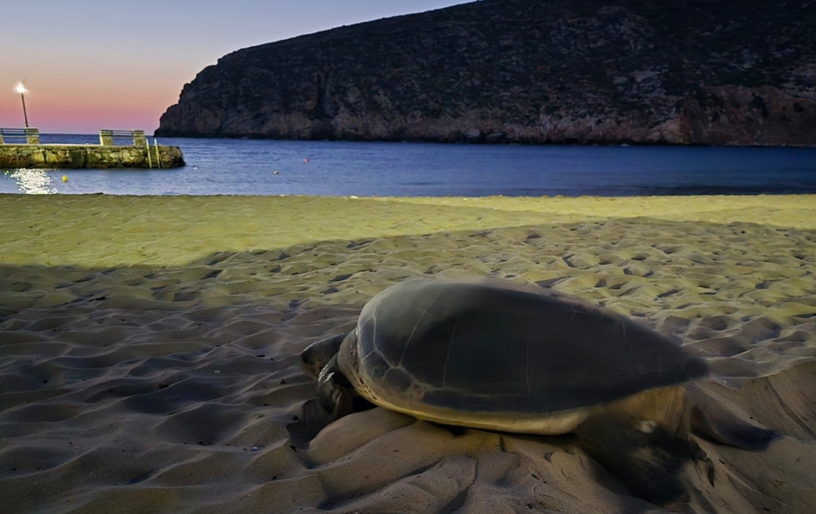 Νάξος: Χελώνα γέννησε σε παραλία του νησιού για πρώτη φορά - Δείτε το βίντεο