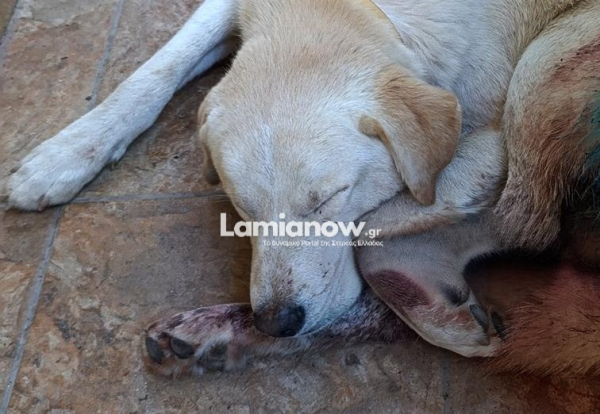 Απάνθρωπο περιστατικό στα Καμένα Βούρλα: Άγνωστοι πυροβόλησαν σκύλο δεκάδες φορές