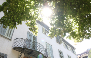 Ιδανικό για μικρά σπίτια: Το δέντρο που δεν ριζώνει και καρποφορεί όλο το καλοκαίρι