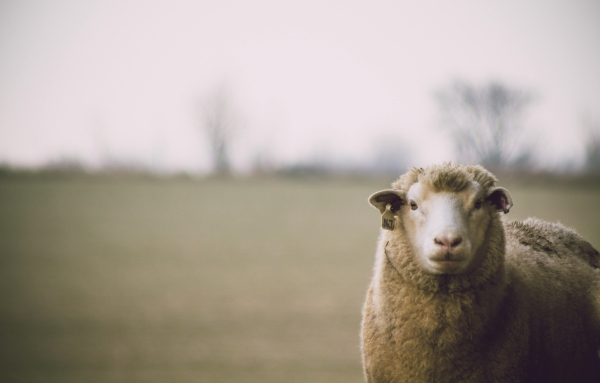 Βόλος: Εισαγγελική παρέμβαση για νεκρά πρόβατα σε ρέμα