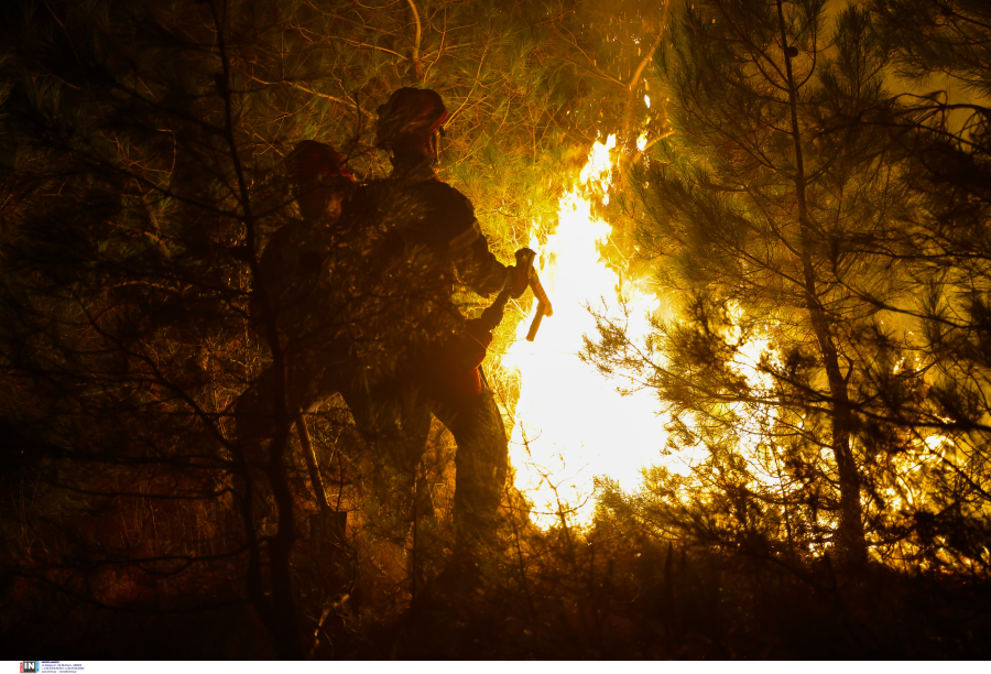 Πώς τα μεσογειακά δάση ξαναγεννιούνται από τις στάχτες τους -Τι πρέπει να γίνει μετά τις φωτιές