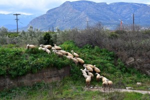Άφαντοι οι δράστες της κτηνωδίας με τα δεκάδες νεκρά πρόβατα