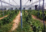 Τετραπλάσια η χρήση κάνναβης μεταξύ των γονέων καπνιστών σε σχέση με τους μη καπνιστές