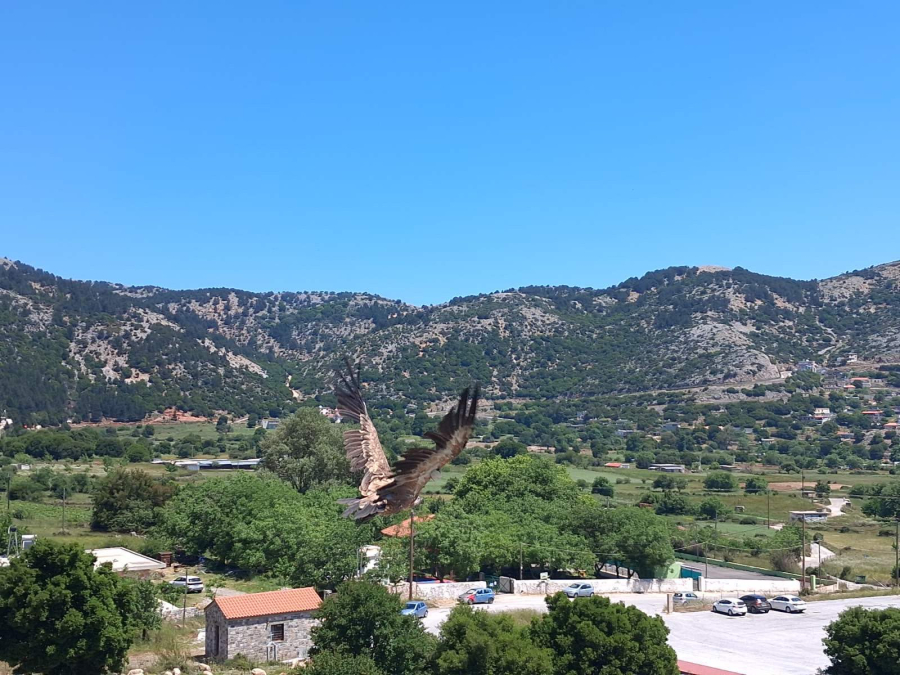Σφακιά: Επιστροφή στη φύση για γυπαετούς - Η στιγμή της απελευθέρωσης (Βίντεο)