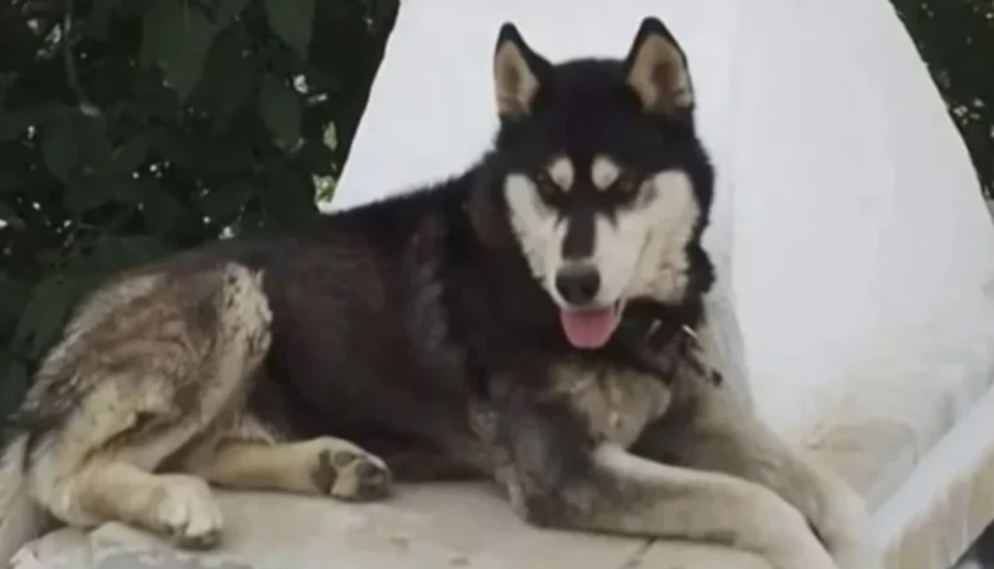 Ο μάρτυρας «κλειδί» και τα νέα στοιχεία για τον Όλιβερ