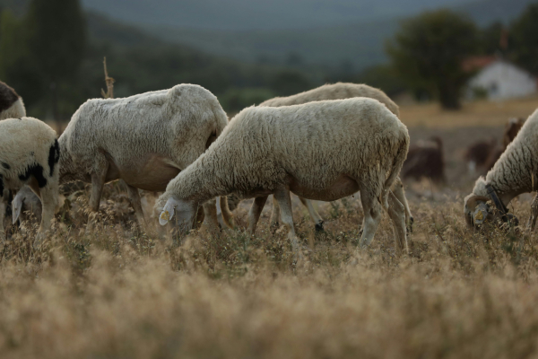 Λέσβος: Εντατικοί έλεγχοι για τον αφθώδη πυρετό - Πάνω από 6.000 δείγματα εξετάστηκαν