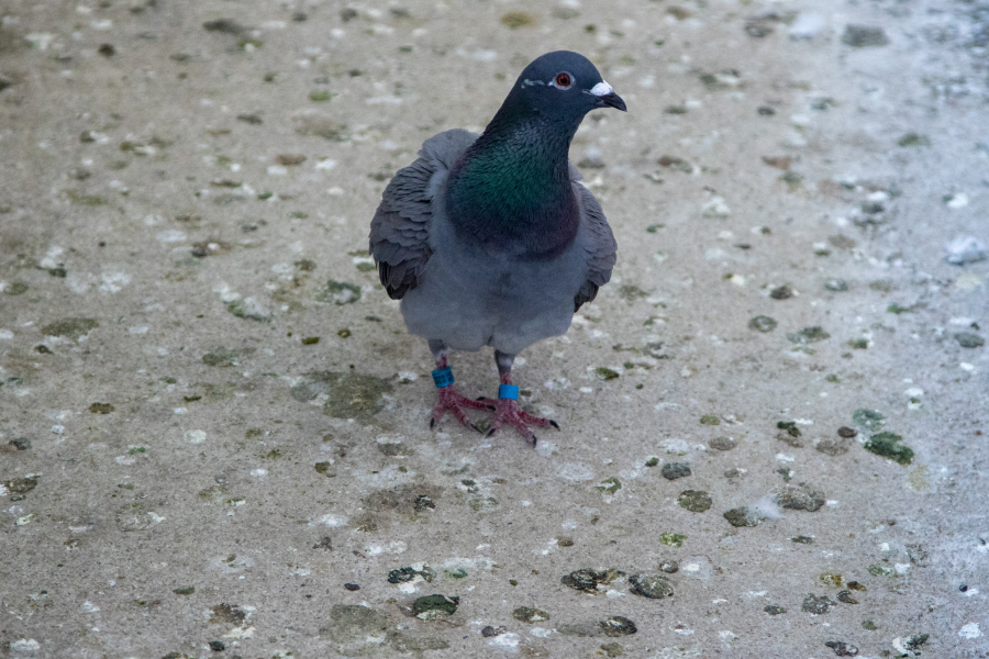 Συναγερμός για τα περιστέρια: Τι ζητά από τους δήμους το υπουργείο Υγείας