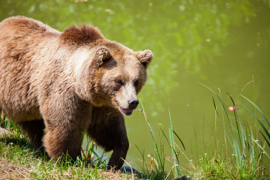 Φρίκη στη Κόνιτσα: Σκότωσαν αρκούδες και ένα μικρό αρκουδάκι