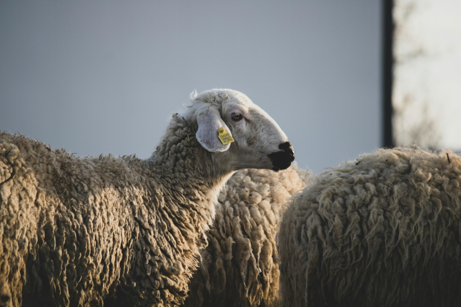 Ιθάκη: Εντοπίστηκε το πρώτο κρούσμα ευλογιάς των προβάτων στο νησί - Σε εγρήγορση οι Αρχές