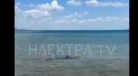 Βίντεο: Καρχαρίας βγήκε στα ρηχά στις Κεχριές Κορινθίας