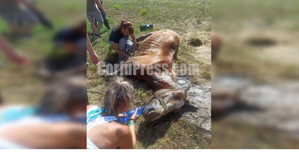 Φρίκη στην Κέρκυρα: Άλογο αργοπέθαινε δεμένο κάτω από τον ήλιο, σοκάρουν οι εικόνες και τα βίντεο