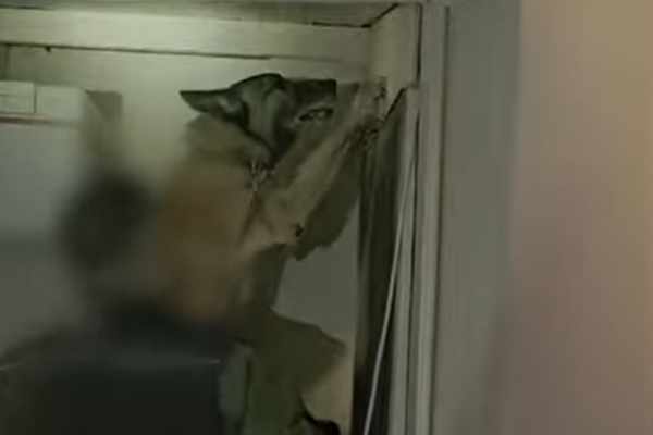 H στιγμή που σκύλος της ΕΛ.ΑΣ ξετρυπώνει ναρκωτικά (βίντεο)