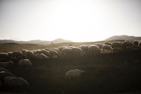 ΟΠΕΚΕΠΕ… ποιος ΟΠΕΚΕΠΕ;: Καμία ευθύνη για Βορίδη, Αυγενάκη λέει η ΝΔ - Σύσταση προανακριτικής ζητά η αντιπολίτευση