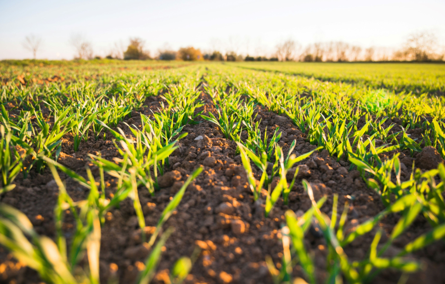 Ένα εκατομμύριο ευρώ για να σώσουμε τους σπόρους μας