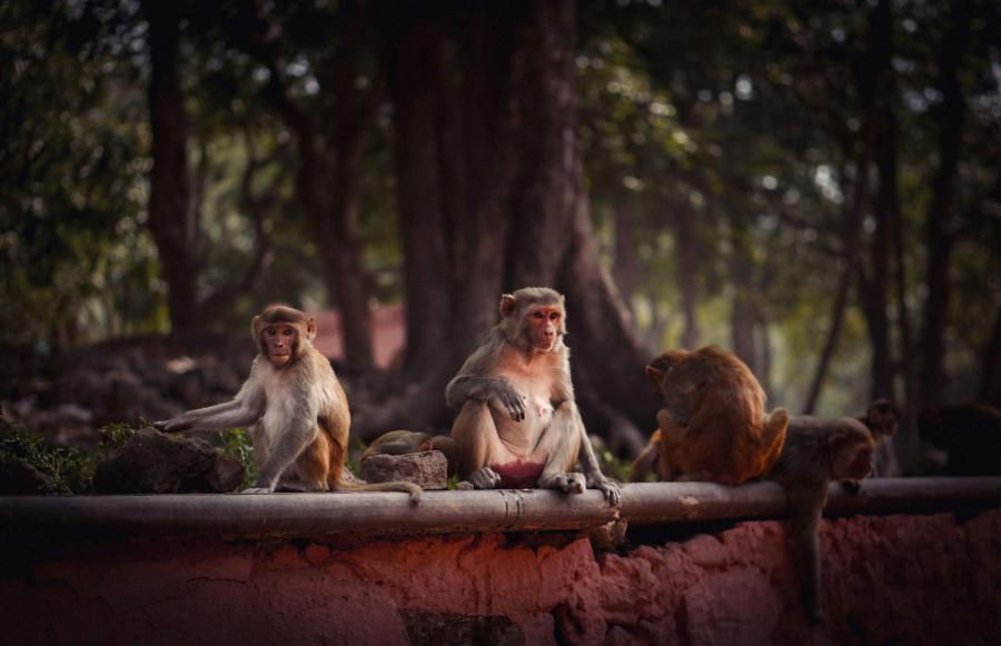 Για πρώτη φορά κλωνοποιημένος πίθηκος επιβιώνει δύο χρόνια «ξυπνώντας» την ανησυχία για την κλωνοποίηση ανθρώπων