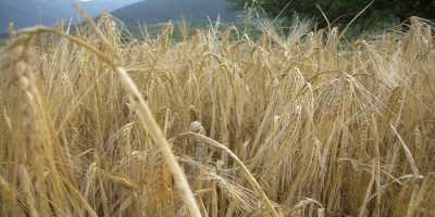 Επιβεβλημένη χαρακτηρίζεται η γεωργία ακριβείας