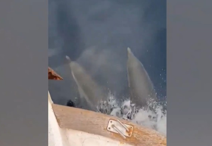 Χαλκιδική: Δελφίνια περικύκλωσαν βάρκα στη νέα Σκιώνη και έδωσαν «σόου»