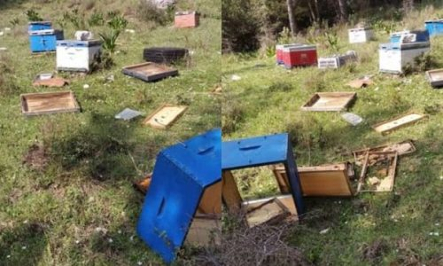 Αρκούδες επιτέθηκαν στο μέλι, μεγάλες καταστροφές σε κυψέλες της Ηπείρου